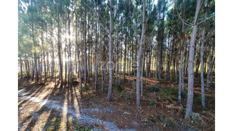 Terreno para Venda em Marinha Grande