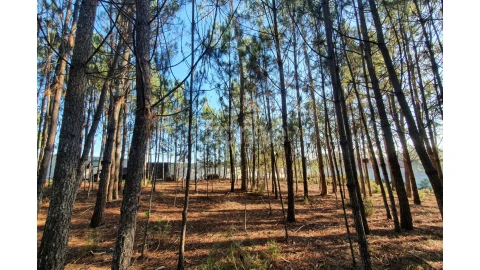Terreno para Venda em Marinha Grande