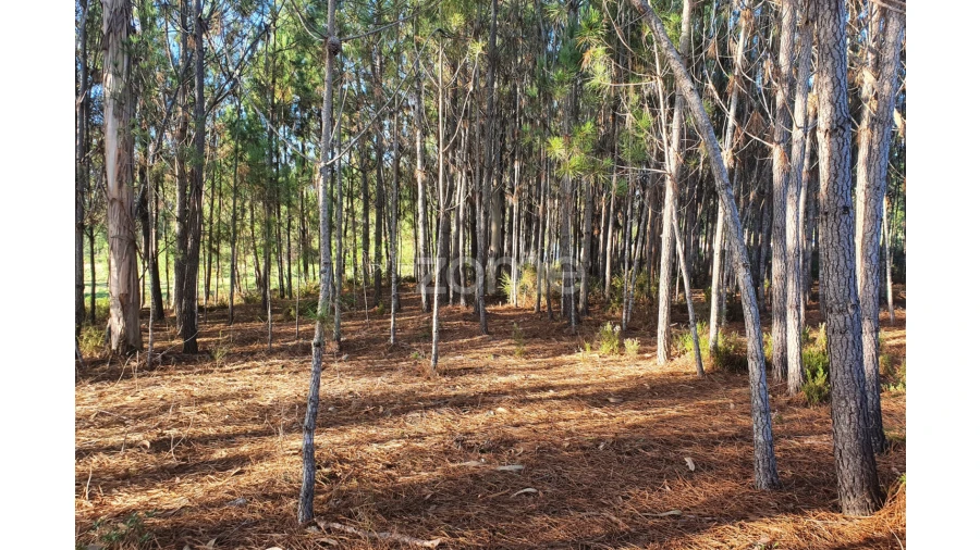 Terreno para Venda em Marinha Grande Foto 4