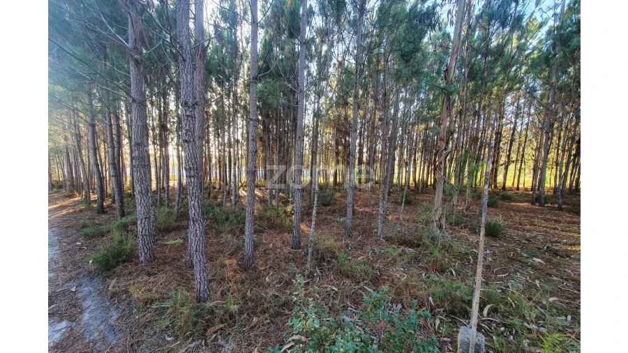 Terreno para Venda em Marinha Grande Foto 6