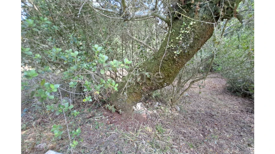Terreno para Venda em Mira de Aire Foto 8