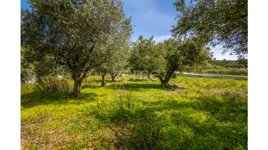Terreno para Venda em Reguengo do Fetal Foto 6