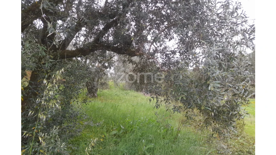Terreno para Venda em Vinha da Rainha Foto 11