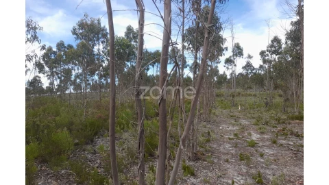 Terreno para Venda em Marinha Grande