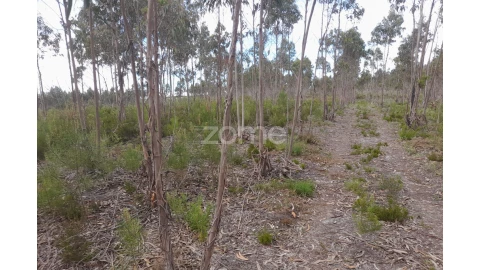 Terreno para Venda em Marinha Grande