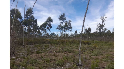 Terreno para Venda em Marinha Grande