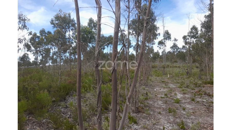 Terreno para Venda em Marinha Grande Foto 14