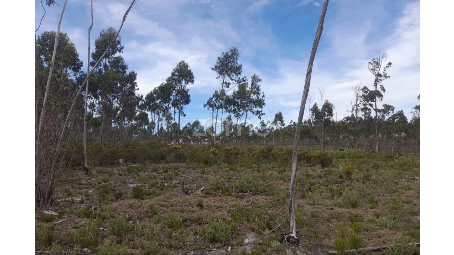 Terreno para Venda em Marinha Grande Foto 7