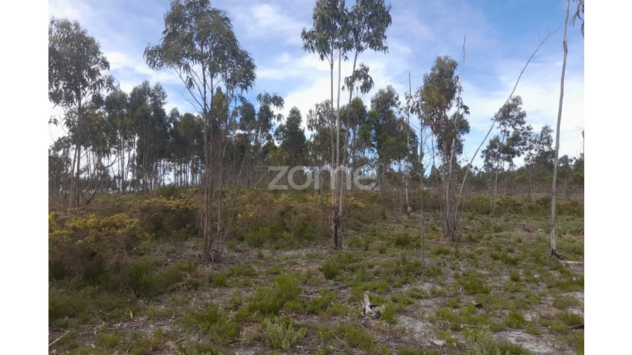 Terreno para Venda em Marinha Grande Foto 9