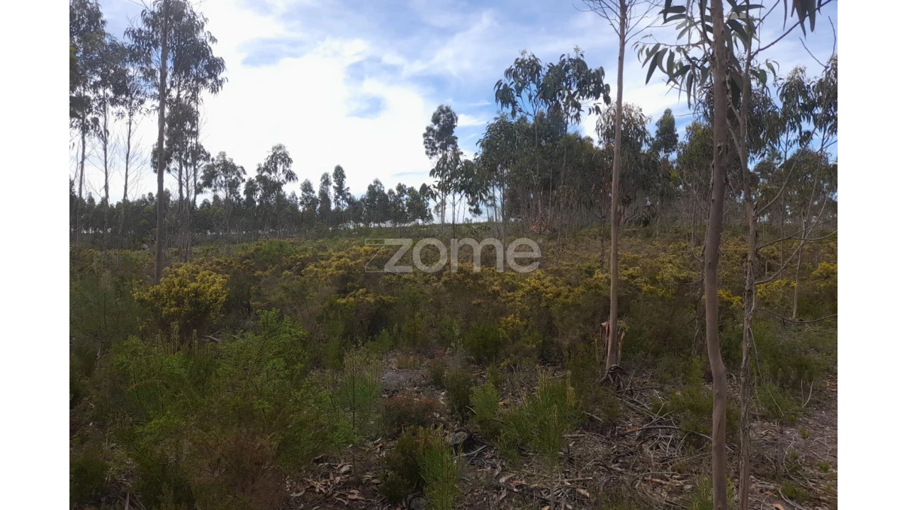 Terreno para Venda em Marinha Grande Foto 11