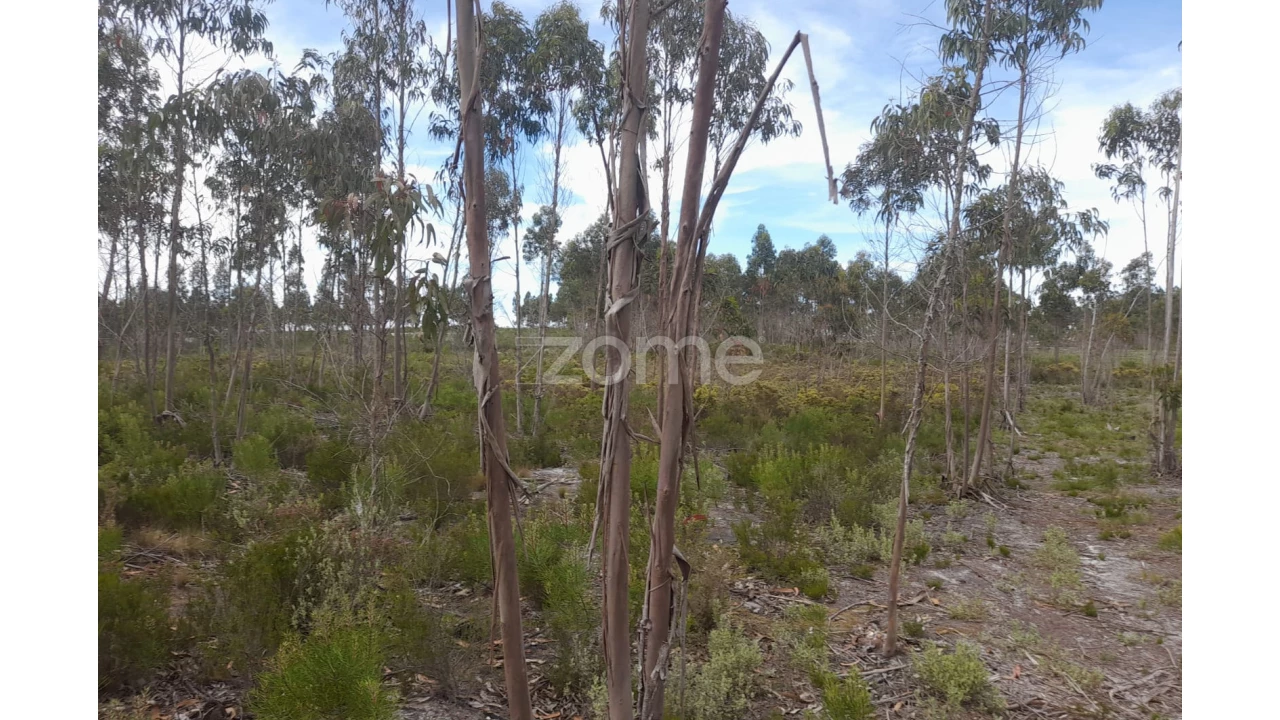 Terreno para Venda em Marinha Grande Foto 13