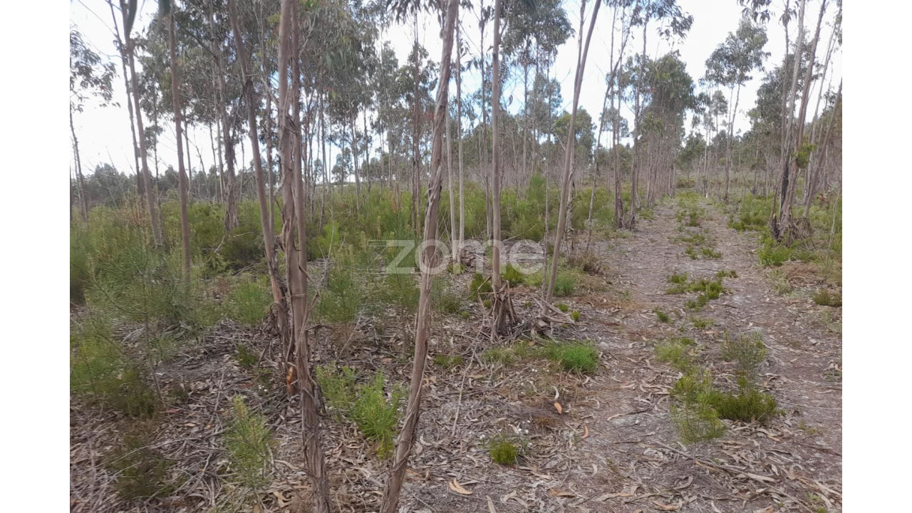 Terreno para Venda em Marinha Grande Foto 17