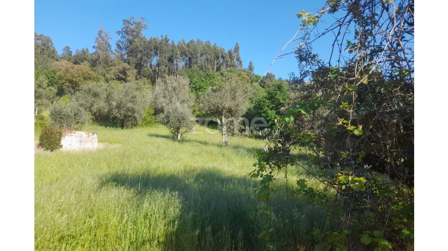 Terreno para Venda em Alvaiázere Foto 5