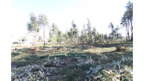 Terreno para Venda em Alvarães