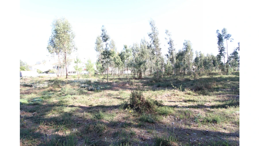 Terreno para Venda em Alvarães Foto 6