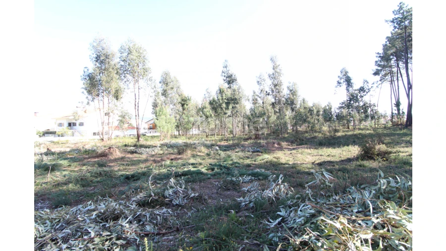 Terreno para Venda em Alvarães Foto 7