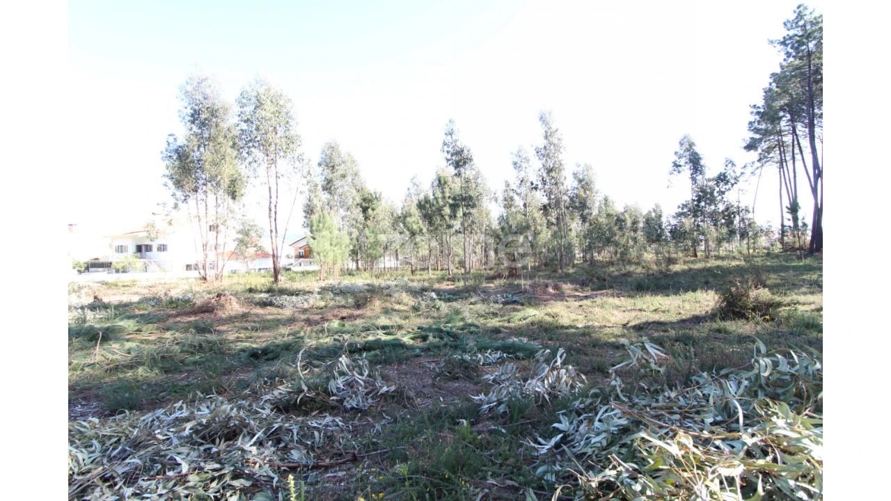 Terreno para Venda em Alvarães Foto 7