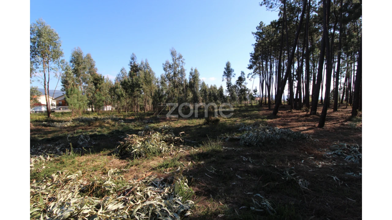 Terreno para Venda em Alvarães Foto 5