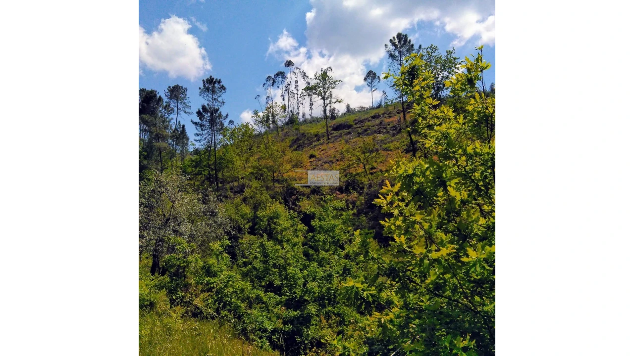 Terreno para Venda em Tropeço Foto 148