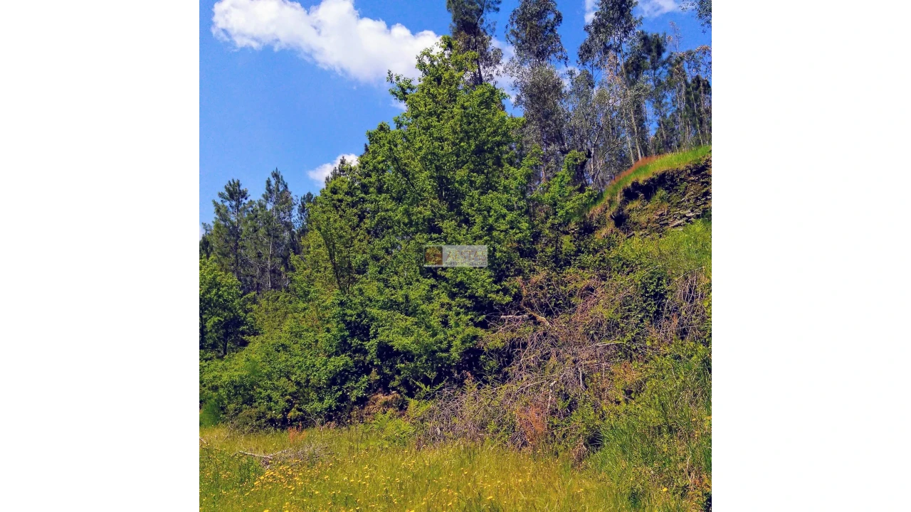 Terreno para Venda em Tropeço Foto 151