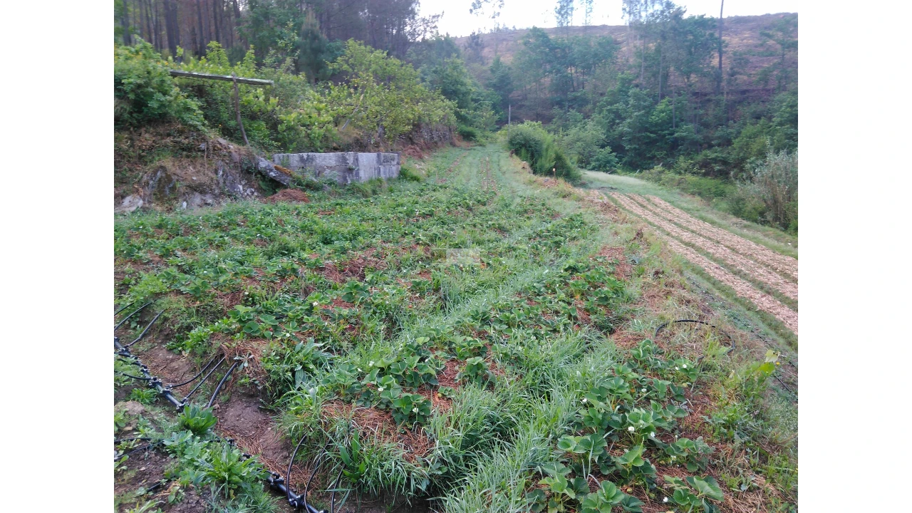 Terreno para Venda em Tropeço Foto 47