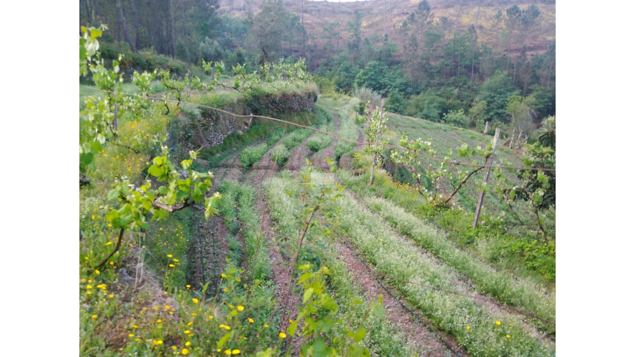 Terreno para Venda em Tropeço Foto 50