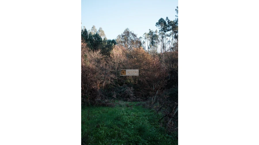 Terreno para Venda em Tropeço Foto 19