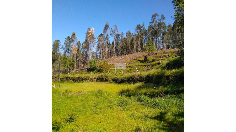 Terreno para Venda em Tropeço Foto 116