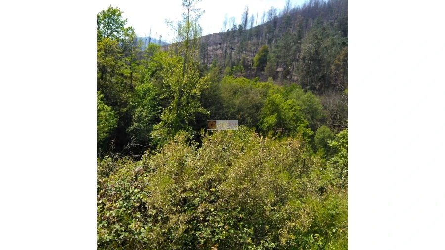 Terreno para Venda em Tropeço Foto 146