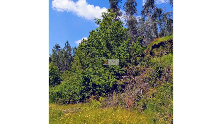 Terreno para Venda em Tropeço Foto 151