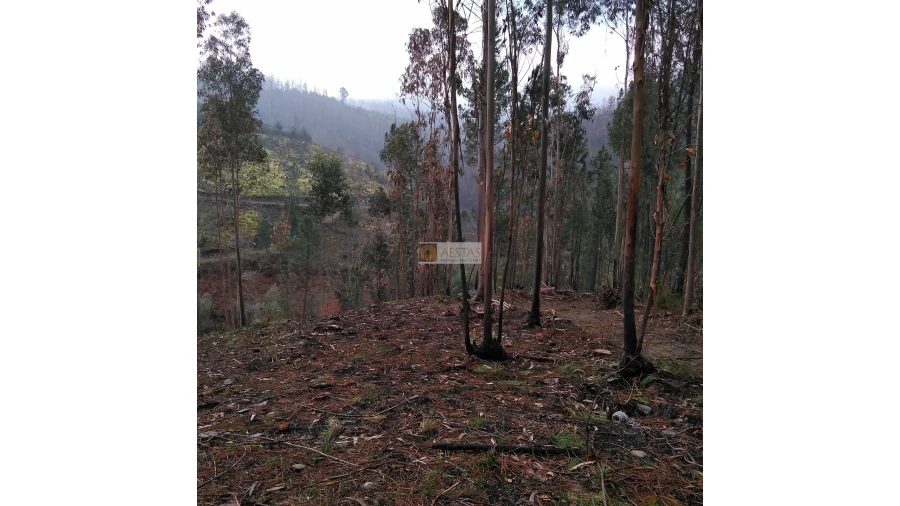 Terreno para Venda em Tropeço Foto 58