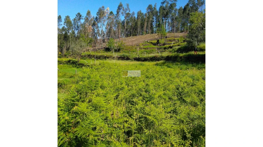 Terreno para Venda em Tropeço Foto 113