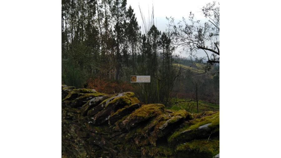 Terreno para Venda em Tropeço Foto 60