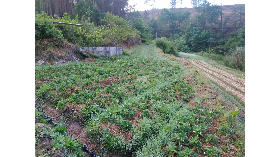 Terreno para Venda em Tropeço Foto 47
