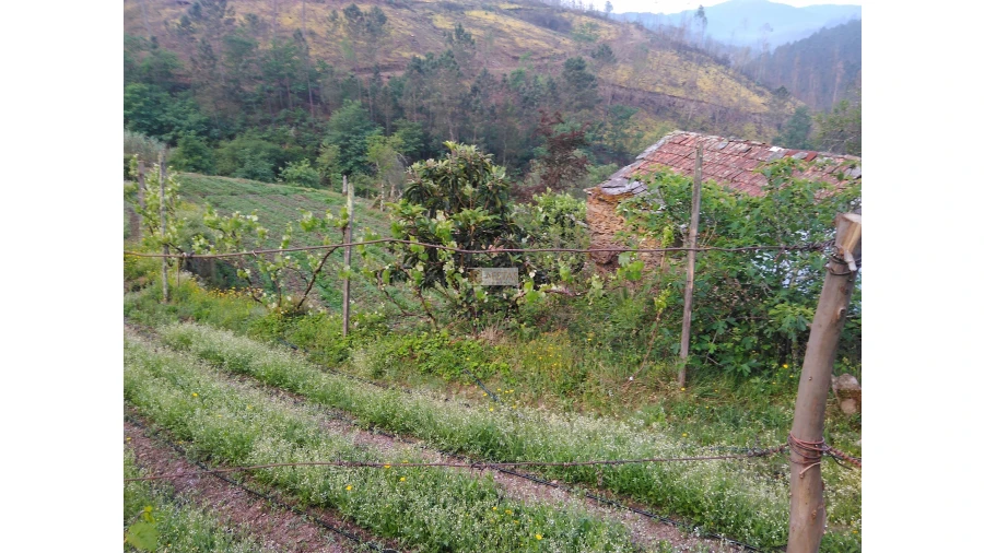 Terreno para Venda em Tropeço Foto 51