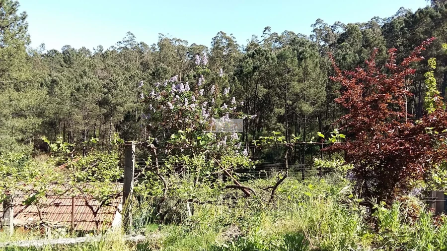 Terreno para Venda em Tropeço Foto 32