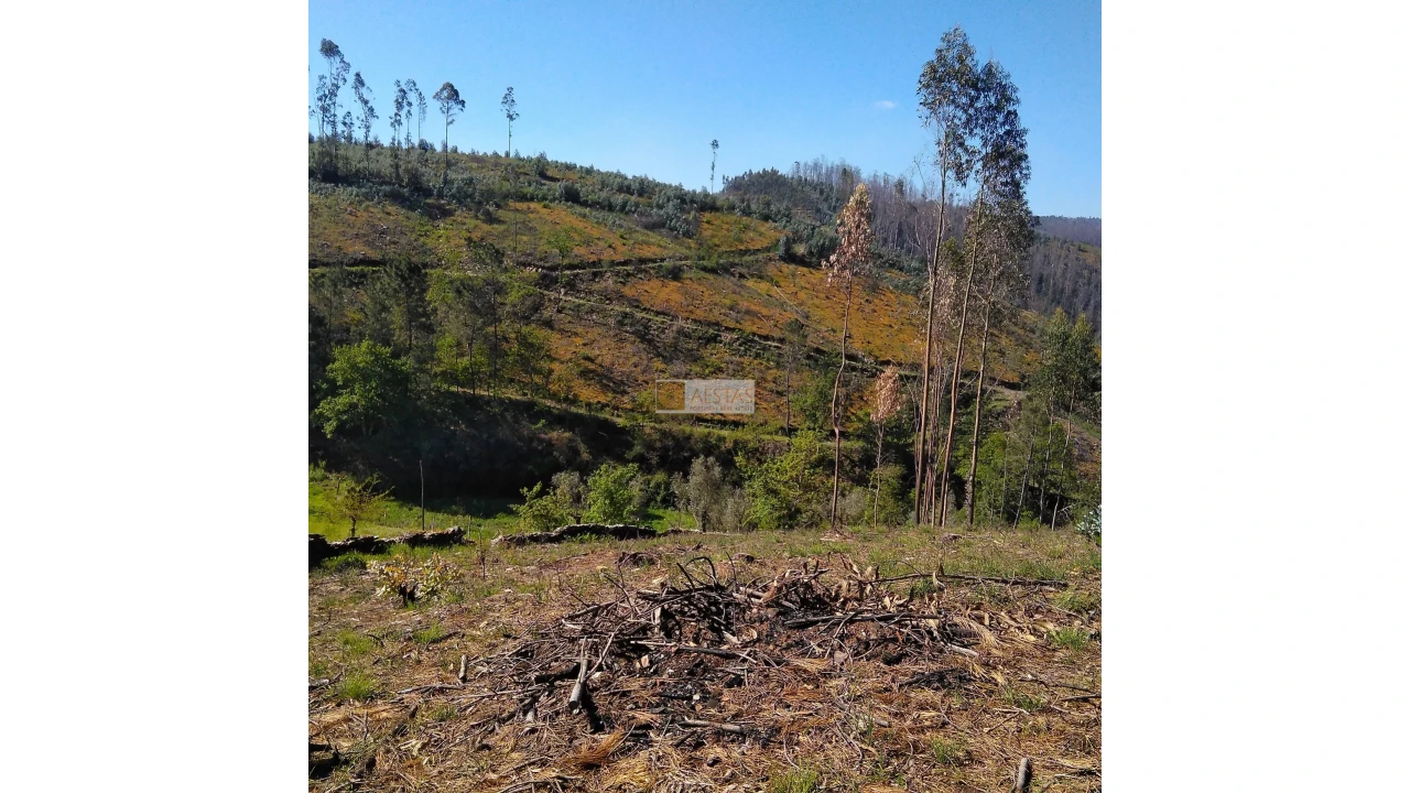 Terreno para Venda em Tropeço Foto 75