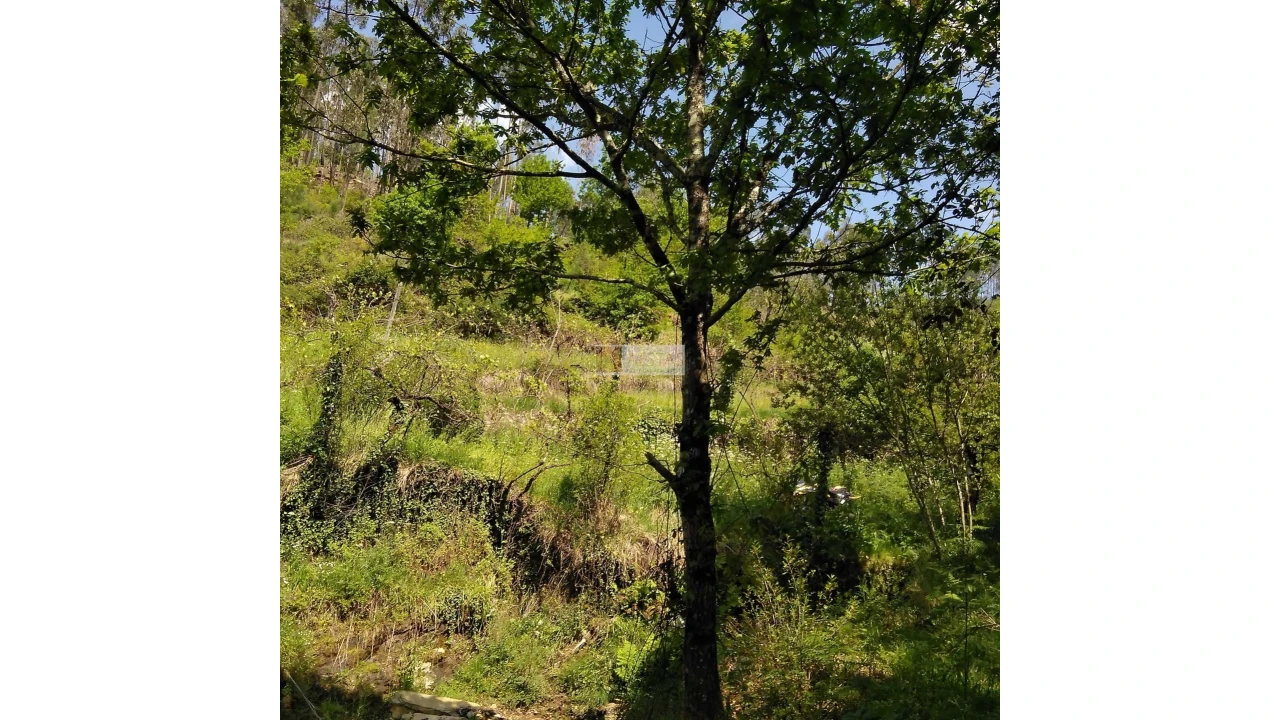 Terreno para Venda em Tropeço Foto 143