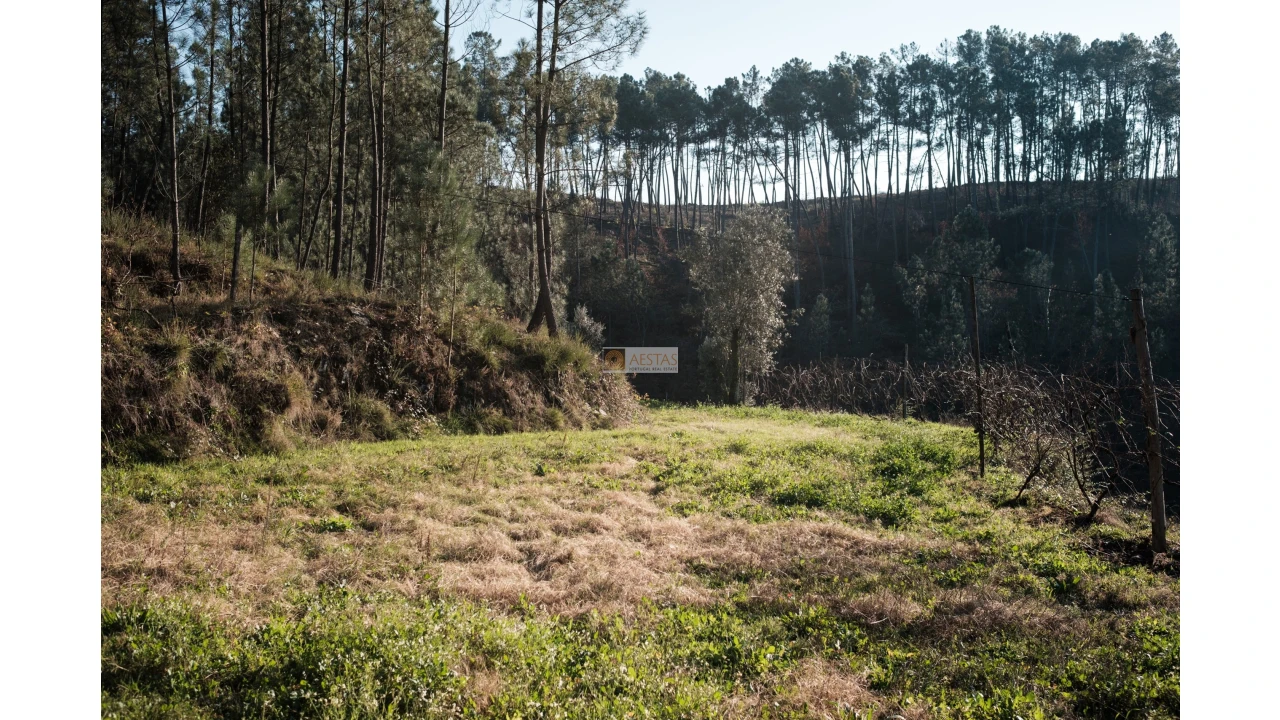 Terreno para Venda em Tropeço Foto 10