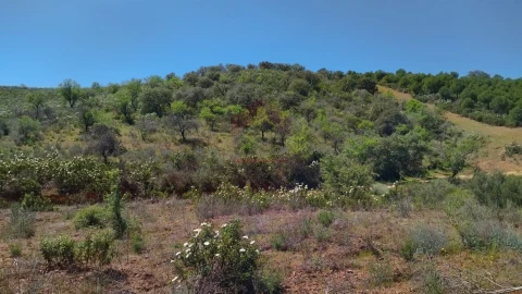 Terreno Agricola ou Rústico para Venda em Alcoutim e Pereiro