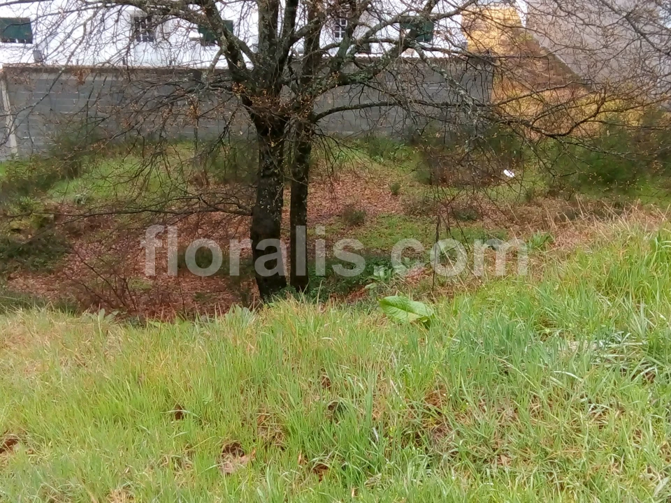 Terreno para Venda em Mundão Foto 2