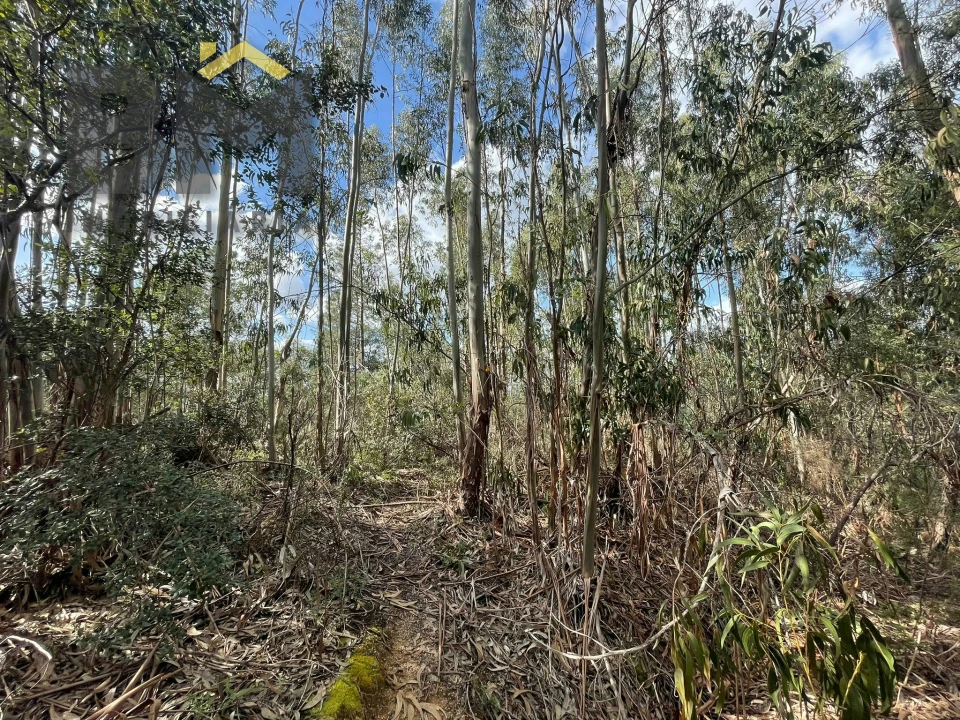 Terreno Agricola ou Rústico para Venda em Tinalhas Foto 9
