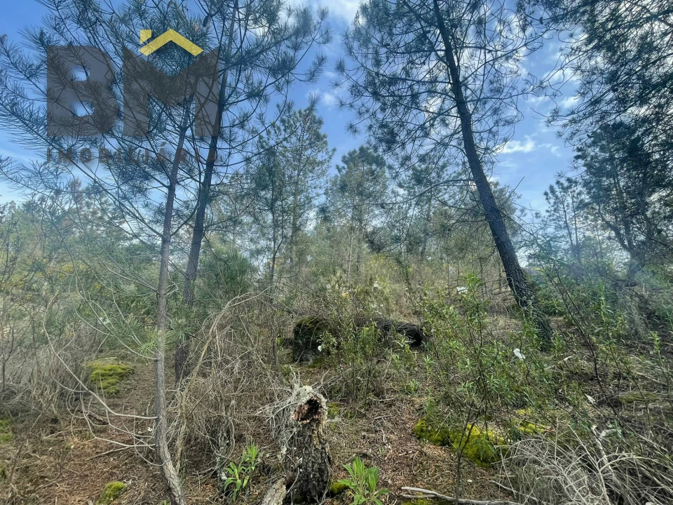 Terreno Agricola ou Rústico para Venda em Tinalhas Foto 3