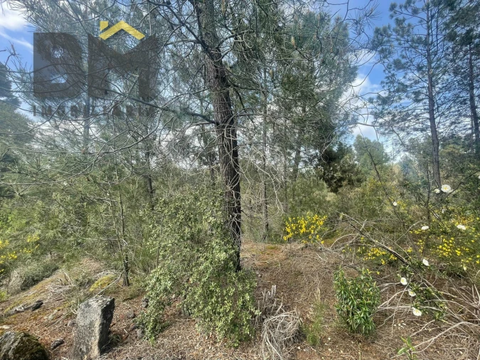 Terreno Agricola ou Rústico para Venda em Tinalhas Foto 2