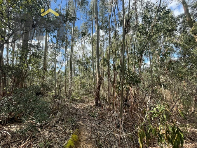 Terreno Agricola ou Rústico para Venda em Tinalhas Foto 9