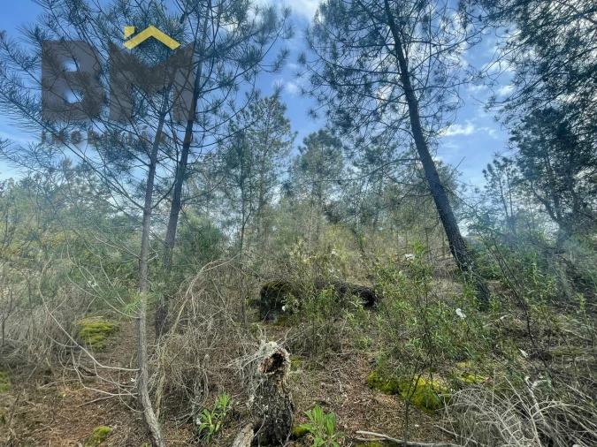 Terreno Agricola ou Rústico para Venda em Tinalhas Foto 3