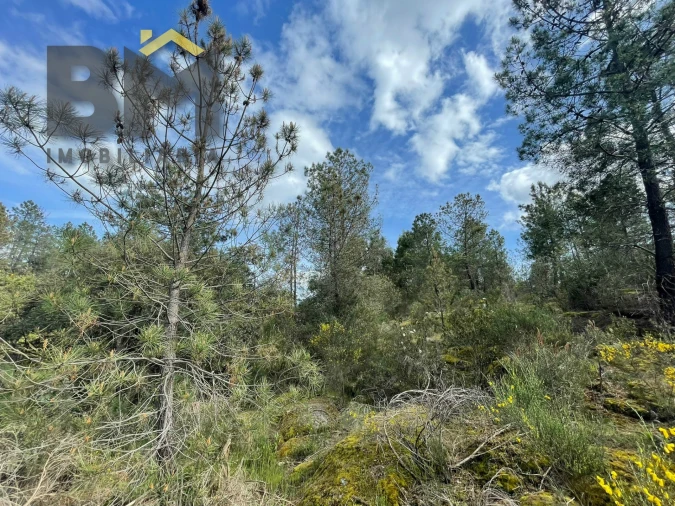 Terreno Agricola ou Rústico para Venda em Tinalhas Foto 4