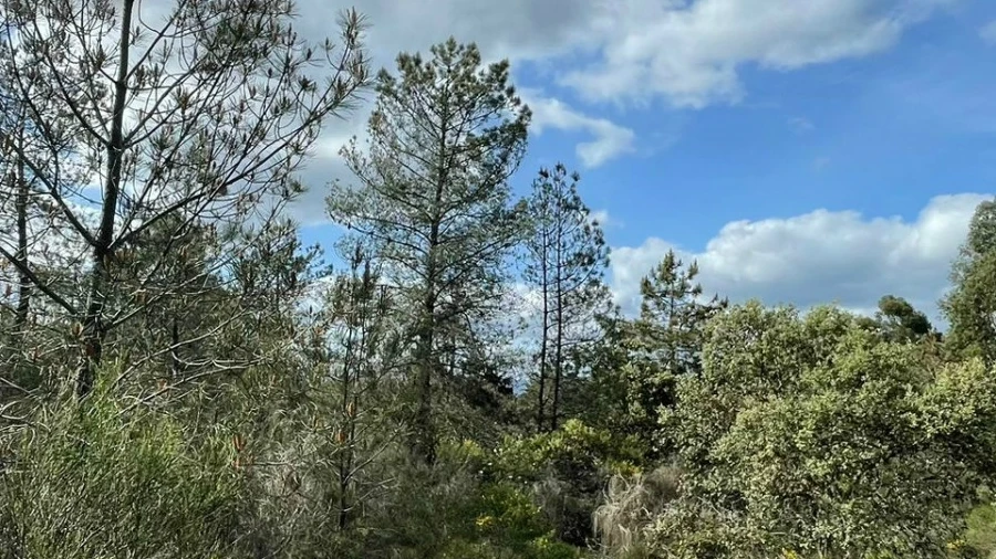 Terreno Agricola ou Rústico para Venda em Tinalhas
