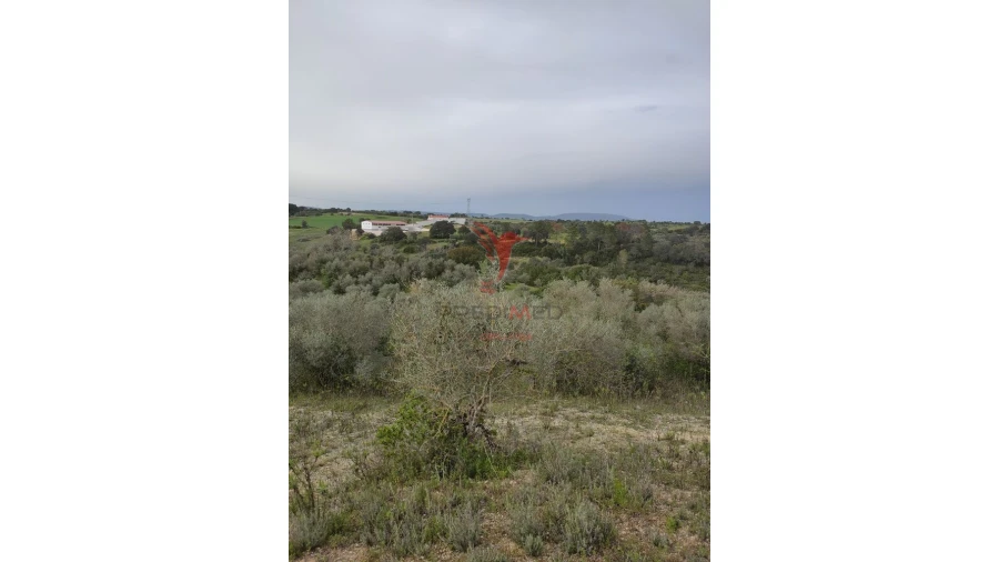 Terreno para Venda em Achete, Azoia de Baixo e Póvoa de Santarém Foto 3