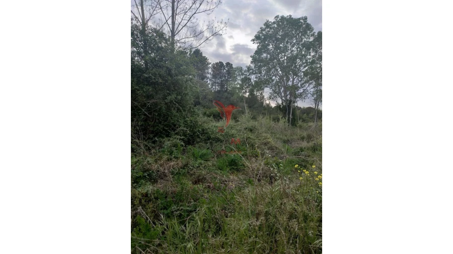 Terreno para Venda em Achete, Azoia de Baixo e Póvoa de Santarém Foto 12